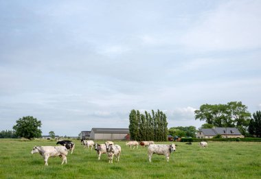 Sığır etli çayır ve batı flanders arasında çiftlik brugge ve oostende arasında