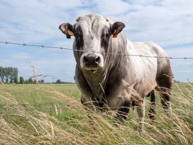 Batı Flanders 'taki Oostende ve Brugge arasındaki Belçika çayırında güçlü sığır eti ve yaz otları.