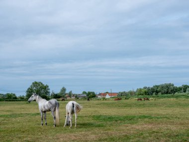 Atlar Brugge yakınlarında ve oostende batı flanders yaz çayırlarında ağaç ve uzak çiftlikler ile