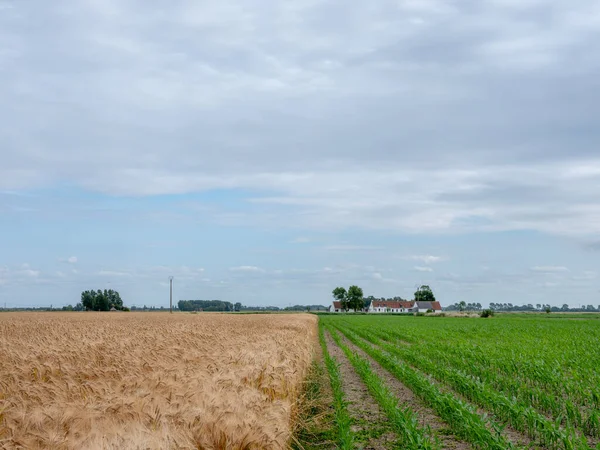 Pole Kukurydzy Jęczmienia Flandrii Zachodniej Pobliżu Brugii Oostende Gospodarstwem Tle — Zdjęcie stockowe