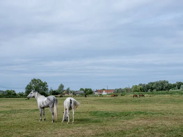 Atlar Brugge yakınlarında ve oostende batı flanders yaz çayırlarında ağaç ve uzak çiftlikler ile