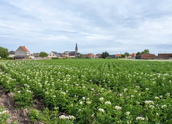 橋の近くの西フランダースの村と開花ジャガイモ畑 — ストック写真