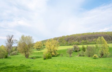 Yutkunma ağaçlarında taze yeşil yapraklar ve baharda güney limburg 'da ince bir alana yakın yürüyüş izleri var.
