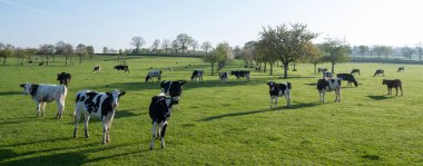 Hollanda 'nın Maastricht bölgesinde yeşil çayırlarda benekli ineklerle manzara ve baharda genç meyve ağaçları