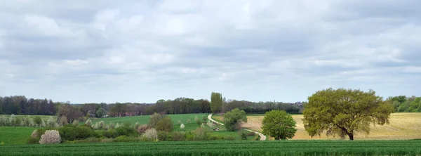 Пейзаж Весной Голландской Провинции Южный Лимбург Рядом Маргратеном Цветущими Деревьями — стоковое фото