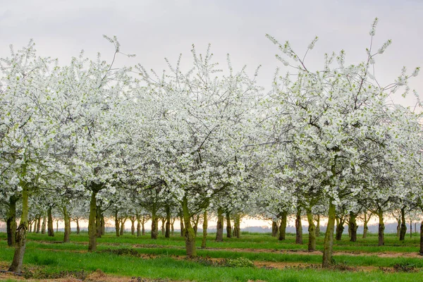 Orchard Blossoming Trees Blue Sky Spring Flowers Dutch Province Limburg — Stock Photo, Image
