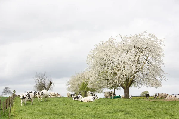 Prado Con Vacas Manchadas Blanco Negro Bajo Árboles Frutales Flor —  Fotos de Stock