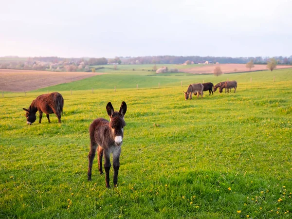 Fowl Herd Donkeys Green Grassy Meadow Dutch Province Limburg Netherlands — Stock Photo, Image