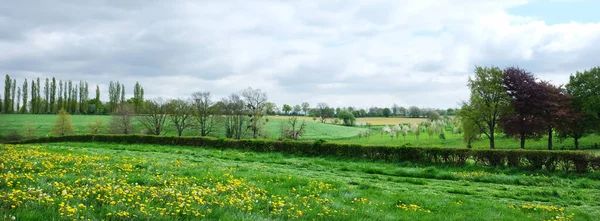 Пейзаж Весной Голландской Провинции Южный Лимбург Рядом Маргратеном Цветами Цветами — стоковое фото