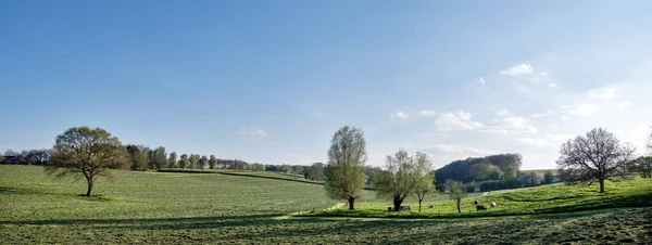 Жирные Говяжьи Коровы Бельгийской Сельской Местности Недалеко Голландской Провинции Лимбург — стоковое фото