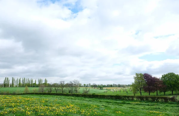 Пейзаж Весной Голландской Провинции Южный Лимбург Рядом Маргратеном Цветами Цветами — стоковое фото