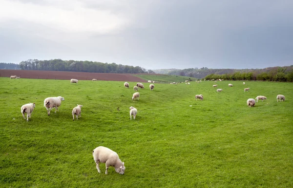 Γκρι Ουρανό Πάνω Βόσκουν Πρόβατα Στο Πράσινο Χορτώδες Λιβάδι Λοφώδες — Φωτογραφία Αρχείου