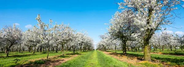 Sad Kwitnącymi Drzewami Pod Błękitnym Niebem Wiosennymi Kwiatami Holenderskiej Prowincji — Zdjęcie stockowe