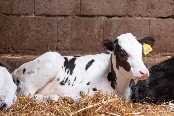 Young Cute Black White Spotted Calf Lies Straw — Stock Photo, Image