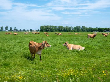 Hollanda 'da mavi gökyüzünün altında çayırda kahverengi kazaklı inekler ve bahar çiçekleri