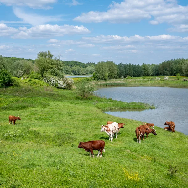 Vaches Tachetées Brunes Fleurs Printanières Dans Prairie Neqr Rivière Rhin — Photo