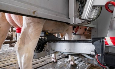 Siyah ve beyaz benekli inek Hollanda 'daki çiftlikte sağılan süt robotu tarafından sağılıyor.