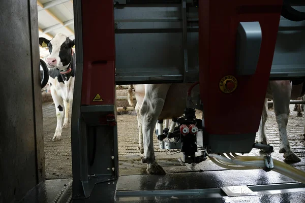 Noir Blanc Vache Attend Son Tour Traite Robot Sur Une Images De Stock Libres De Droits