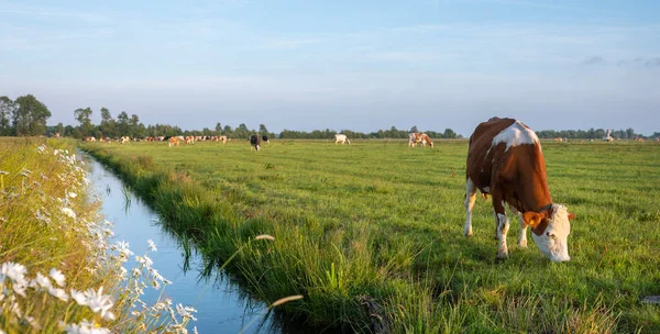 Akşamüstü kırmızı ve beyaz benekli inekler. Amsterdam yakınlarında. Hollanda 'nın yeşil kalbinde.