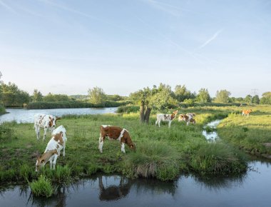 Baharda Amsterdam 'ın güneyinde çalılıkların ve otoyolun yakınında kırmızı benekli baldırları olan bölge.