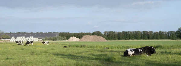 Ležící Hovězí Býk Krávy Blízkosti Farmy Holandské Provincii Utrecht Jarní — Stock fotografie