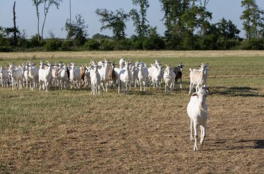Yaz otlağında beyaz boynuzlu keçi sürüsü