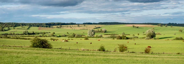 Beautiful Meadows Lorraine Landscape Cows Verdun North France — Stock Photo, Image