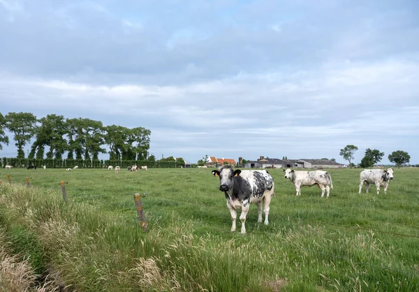 Sığır Etli Çayır Batı Flanders Arasında Çiftlik Brugge Oostende Arasında — Stok fotoğraf