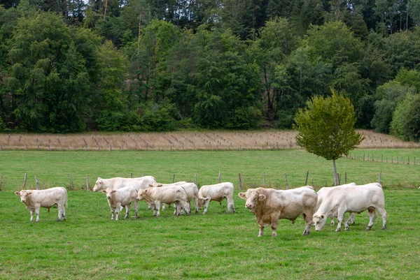 Toro Blanco Vacas Cerca Sauce Parque Francés Nacional Des Forets — Foto de Stock
