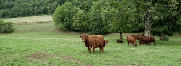 Μακριά Κέρατα Καφέ Αγελάδες Και Αγέλες Κοντά Δέντρα Στα Γαλλικά — Φωτογραφία Αρχείου