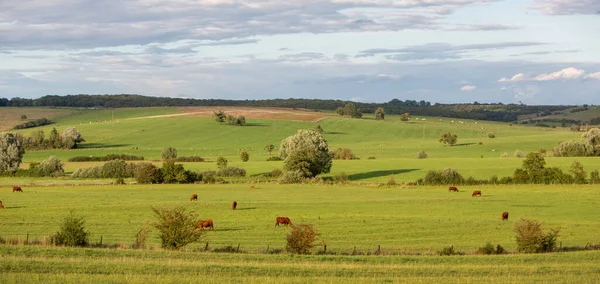 Beautiful Golden Sunlight Countryside Cows Fields Trees Verdun North France — Stock Photo, Image