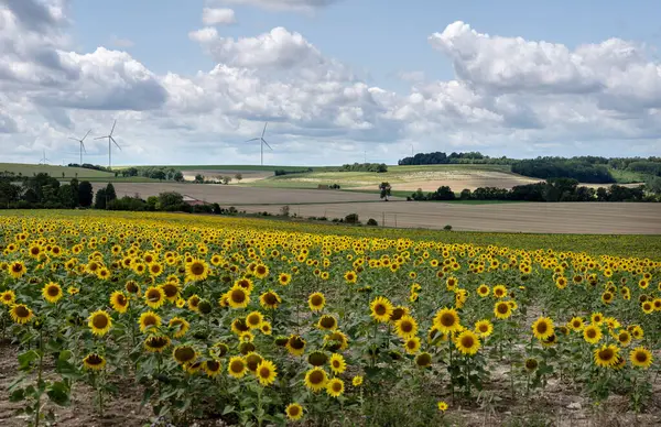 Pola Słonecznika Turbin Wiatrowych Wsi Północnej Francji — Zdjęcie stockowe