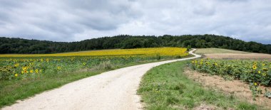 Fransa 'nın kırsal kesimlerinde tarlalar ve ayçiçekleri ile ulusal foretler
