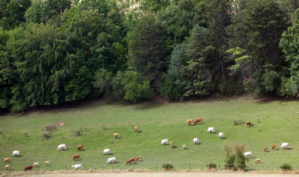 Vacas Blancas Marrones Pastan Cerca Del Bosque Parque Nacional Des —  Fotos de Stock