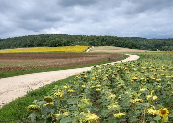 フランスの田舎の田舎の田園地帯 田園と日光の花が付いている国民の欲望 — ストック写真