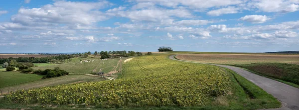 Krajobraz Wiejski Pobliżu Dijon Dolinie Saone Białymi Krowami Słonecznikami Pod — Zdjęcie stockowe