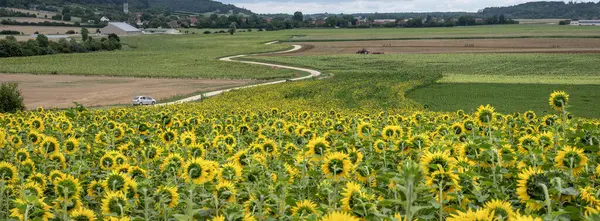 フランスの田舎の田舎の田園地帯 田園と日光の花が付いている国民の欲望 — ストック写真