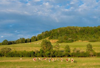 Fransa 'da benekli kırmızı inekleri olan çayırlar. Mavi gökyüzünün altındaki ormanın yakınındaki Jura bölgesinde.