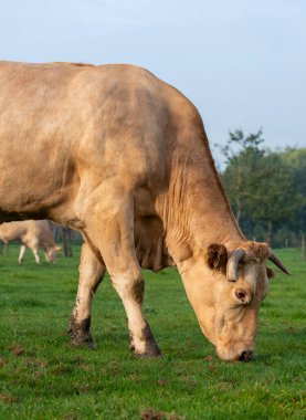 Mavi gökyüzünün altında yeşil çayırlarda otlayan boynuzlu sarışın daquitaine ineği
