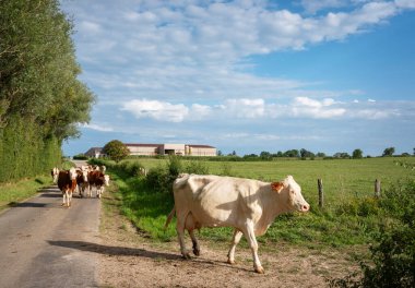 Fransa 'nın mavi gökyüzünün altında benekli kırmızı inekleri olan köy yolu uzak çiftlikten çayıra doğru yürüyor.