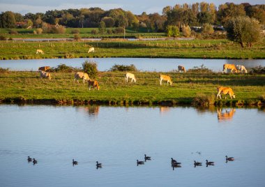 Hafif inekler doğada otlar. Culemborg yakınlarında sel uçakları ve Hollanda 'da nehir kenarı ve arka planda Culemborg köprüsü vardır.