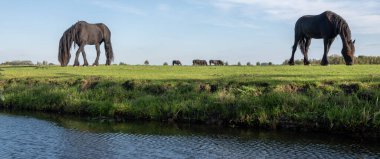 güçlü siyah atlar, kanal yakınlarındaki Holland 'da mavi gökyüzünün altında yeşil çayırlarda otlarlar.