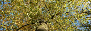 Sonbahar güneşi ve sonbaharda mavi gökyüzünün aydınlattığı kayın ağaçlarının turuncu ve sarı yapraklarına bakıyor.