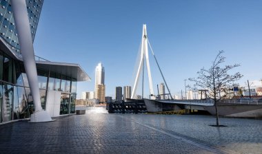 Nieuwe Maas Nehri ve Erasmus Köprüsü, güneşli bir günde Hollanda 'nın Rotterdam şehrinde Kop Van Zuid rıhtımından görüldü.