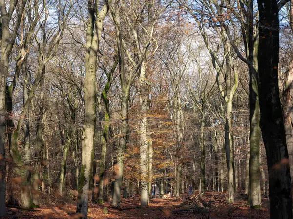 zeist, netherlands, 29 november 2023: peolpe walk the dog in late autumn beech forest near utrecht in the netherlands