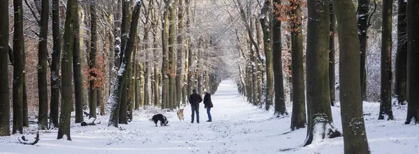 elderly couple walks dogs in snow covered forest near utrecht in the netherlands