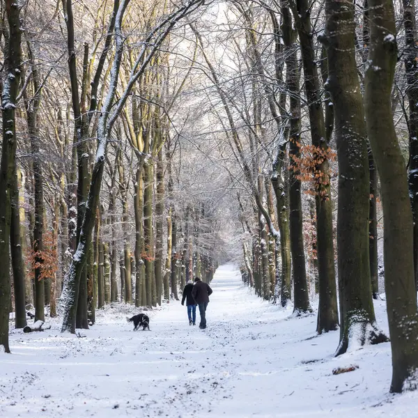 elderly couple walks dogs in snow covered forest near utrecht in the netherlands