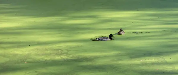 mail and female wild duck in green duckweed of forest pond in the netherlands