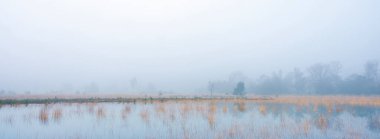 Hollanda 'nın Uttrecht ilinde, sisli bir sabahta, sel basmış leersumse veld' in sakin manzarası.