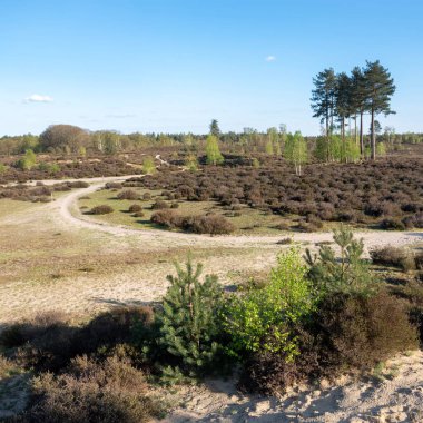 Leusden ve Amersfoort yakınlarındaki Leusden Hei 'de taze bahar yapraklarıyla genç huş ağaçlarının üzerindeki mavi gökyüzü.